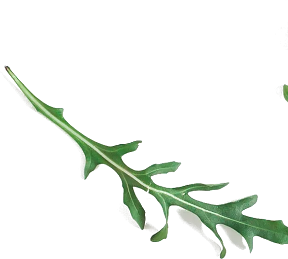 Rucola